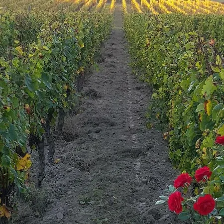 Les Sequoias * Sauveterre-de-Guyenne