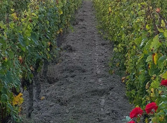 Les Sequoias * Sauveterre-de-Guyenne